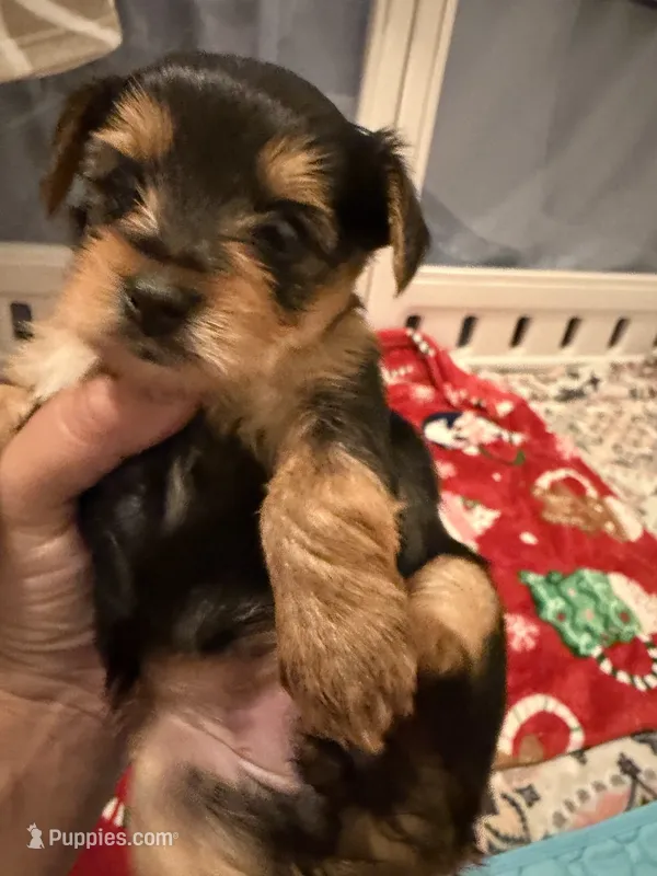 Lola – Yorkshire Terrier puppy for sale in Bulverde, TX