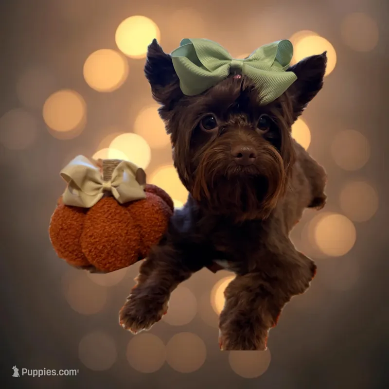 Nala – Yorkshire Terrier puppy for sale in Bulverde, TX