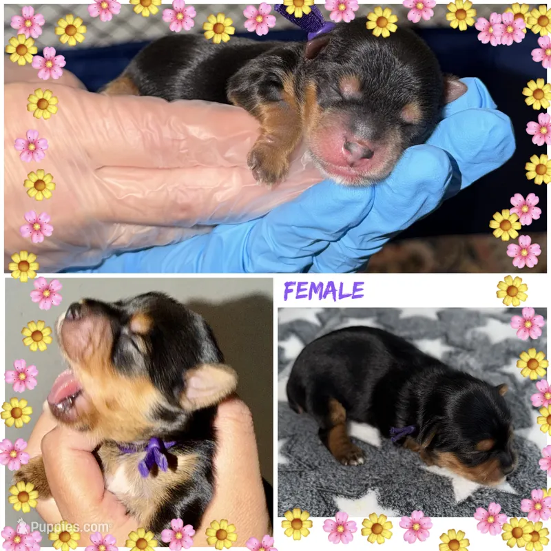 Purple – Yorkshire Terrier puppy for sale in Bulverde, TX