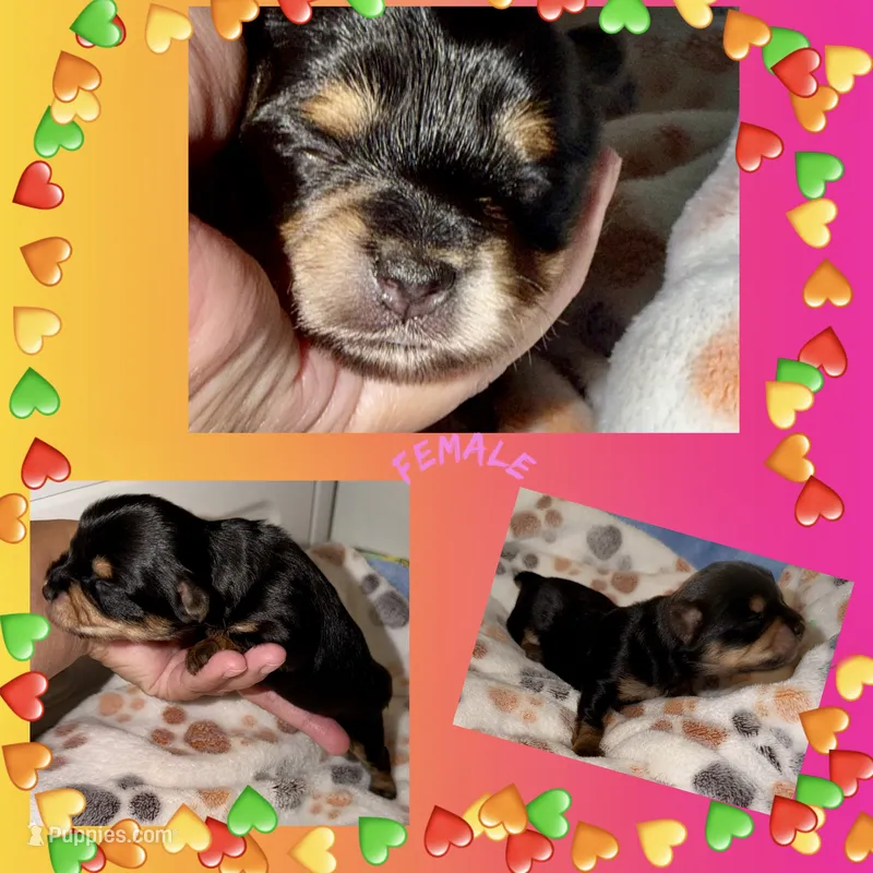 Pink – Yorkshire Terrier puppy for sale in Bulverde, TX