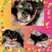 Pink, a female Yorkshire Terrier for sale in Bulverde, TX – 1 of 1