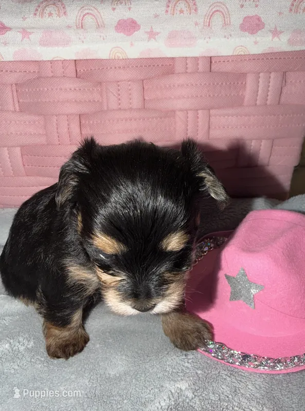 Pink – Yorkshire Terrier puppy on hold in Bulverde, TX