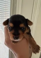 Yellow, a female Yorkshire Terrier for sale in Bulverde, TX – 2 of 3