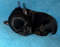 Blue, a male Yorkshire Terrier for sale in Bulverde, TX – 2 of 2