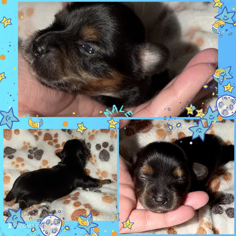 Blue – Yorkshire Terrier puppy for sale in Bulverde, TX
