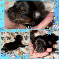 Blue, a male Yorkshire Terrier for sale in Bulverde, TX – 1 of 1