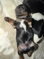 Bear, a male Yorkshire Terrier for sale in Bulverde, TX – 3 of 4