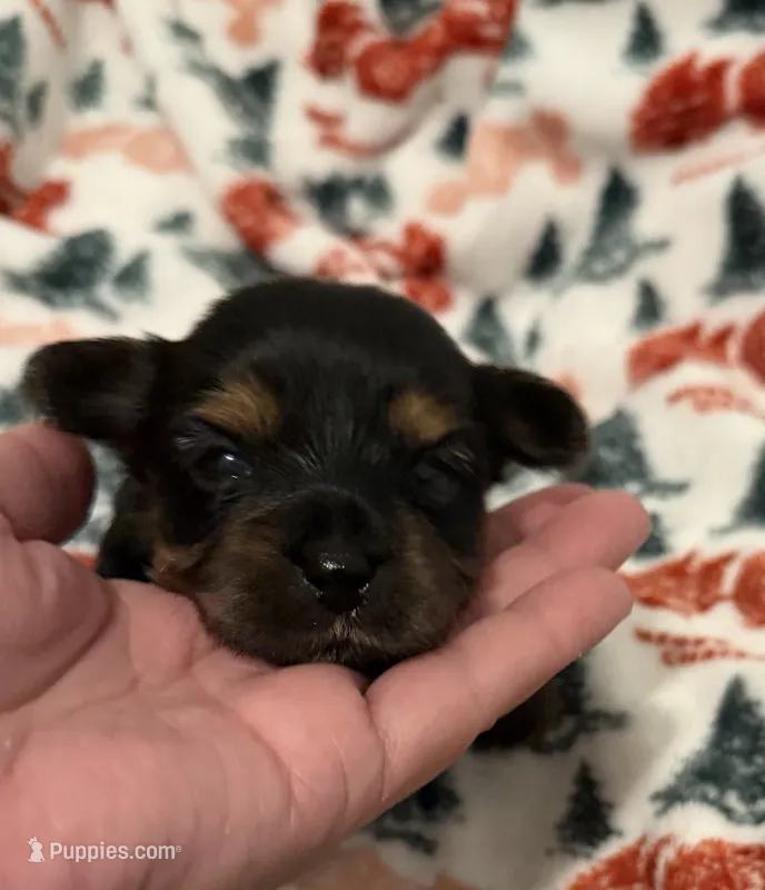 Blue – Yorkshire Terrier puppy for sale in Bulverde, TX