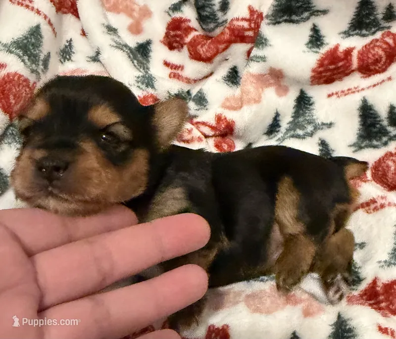 Purple – Yorkshire Terrier puppy on hold in Bulverde, TX