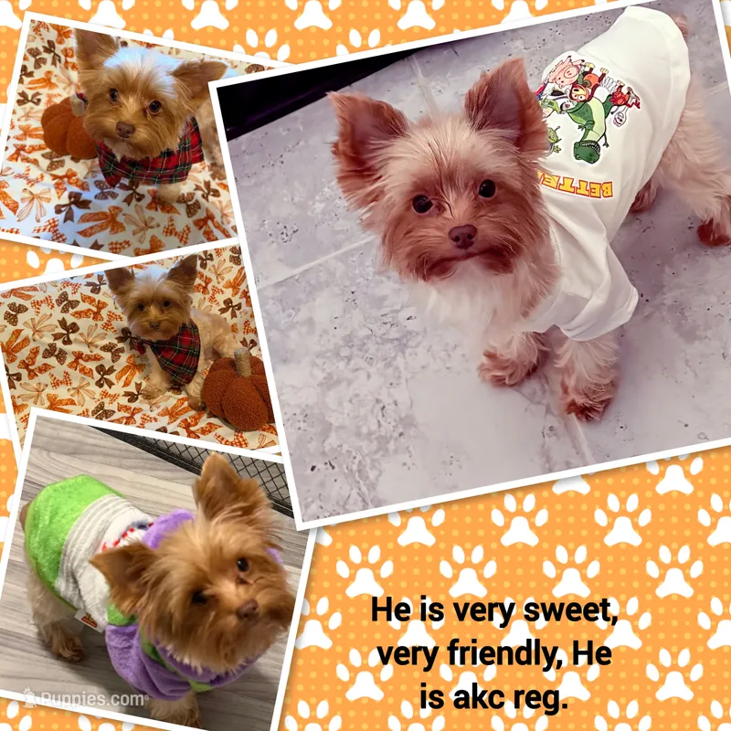 Maximus – Yorkshire Terrier puppy for sale in Bulverde, TX