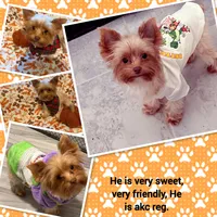 Maximus, a male Yorkshire Terrier for sale in Bulverde, TX – 1 of 1