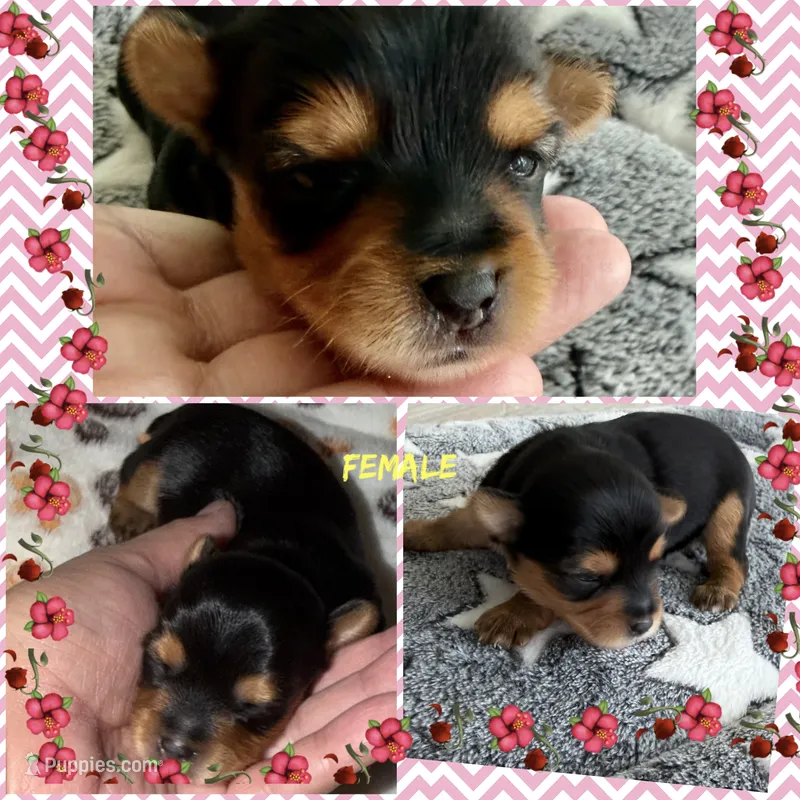 Yellow  – Yorkshire Terrier puppy for sale in Bulverde, TX