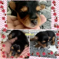 Yellow , a female Yorkshire Terrier for sale in Bulverde, TX – 1 of 1