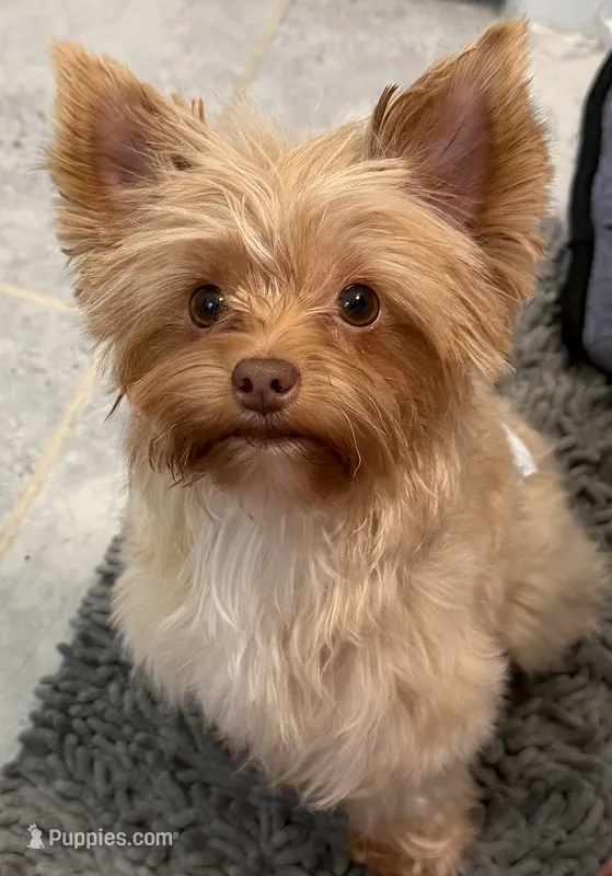 Maximus – Yorkshire Terrier puppy for sale in Bulverde, TX