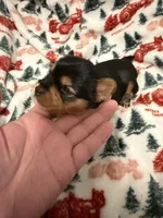 Purple , a female Yorkshire Terrier for sale in Bulverde, TX – 2 of 2