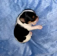 Red, a male Yorkshire Terrier for sale in Bulverde, TX – 2 of 4