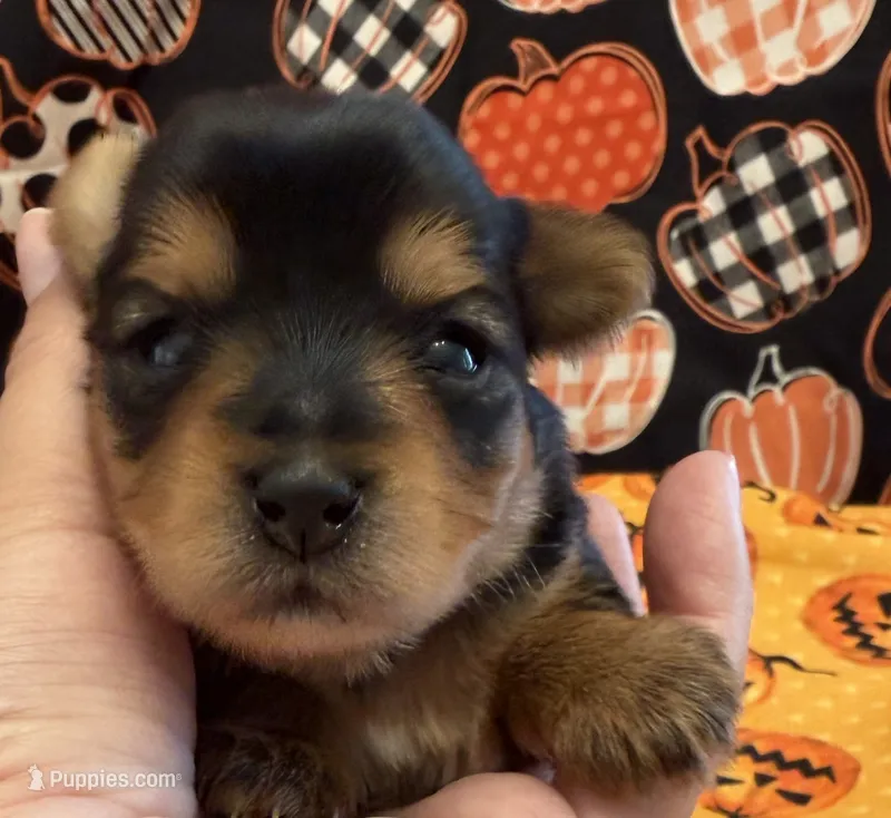 Yellow – Yorkshire Terrier puppy for sale in Bulverde, TX