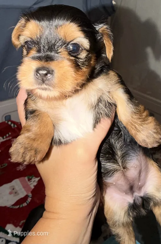 Daisy  – Yorkshire Terrier puppy for sale in Bulverde, TX