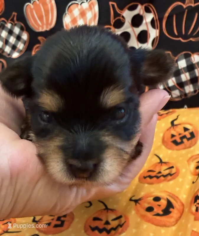 Pink – Yorkshire Terrier puppy for sale in Bulverde, TX