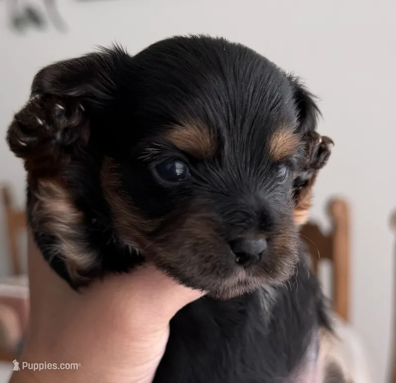 Blue – Yorkshire Terrier puppy for sale in Bulverde, TX