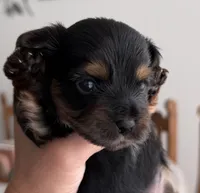 Bear, a male Yorkshire Terrier for sale in Bulverde, TX – 1 of 4