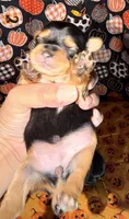 Yellow, a female Yorkshire Terrier for sale in Bulverde, TX – 3 of 3