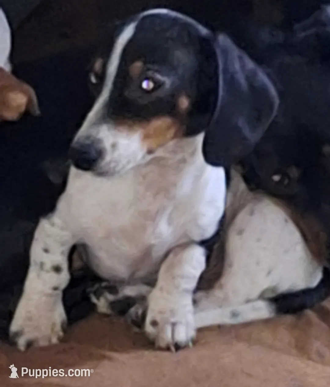 Little one (No name), a male Miniature Dachshund for sale in Springfield, MO – Photo 5 of 5