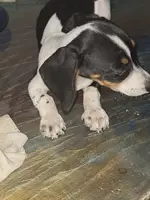 Little one (No name), a male Miniature Dachshund for sale in Springfield, MO – Photo 4 of 5