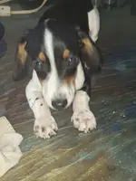 Little one (No name), a male Miniature Dachshund for sale in Springfield, MO – Photo 2 of 5