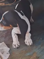 Little one (No name), a male Miniature Dachshund for sale in Springfield, MO – Photo 3 of 5