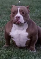 Aterra , a female American Bully for sale in Coshocton, OH – 3 of 10