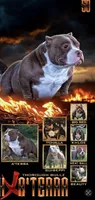 Aterra , a female American Bully for sale in Coshocton, OH – 4 of 10