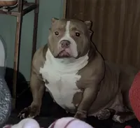 Aterra , a female American Bully for sale in Coshocton, OH – 10 of 10