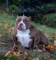 Aterra , a female American Bully for sale in Coshocton, OH – 2 of 10