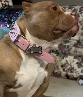 Aterra , a female American Bully for sale in Coshocton, OH – 9 of 10