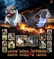 Aterra , a female American Bully for sale in Coshocton, OH – 5 of 10