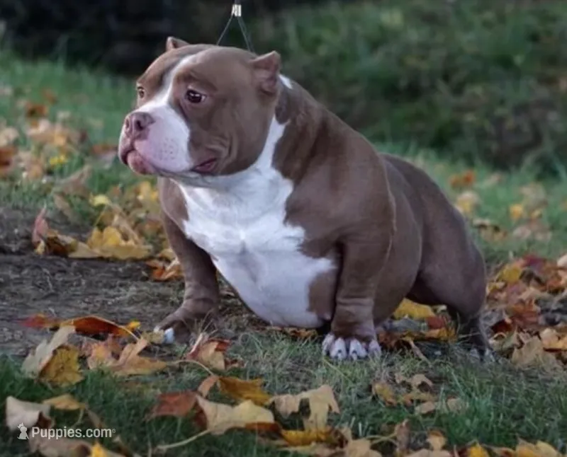 Aterra  – American Bully puppy for sale in Coshocton, OH