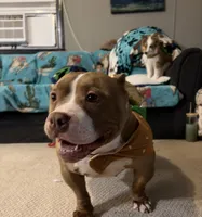 Aterra , a female American Bully for sale in Coshocton, OH – 8 of 10
