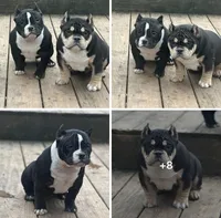 Aterra , a female American Bully for sale in Coshocton, OH – 7 of 10