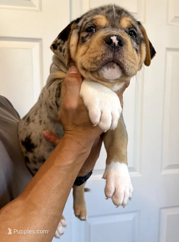 Patrick – American Bulldog puppy for sale in Grover Beach, CA