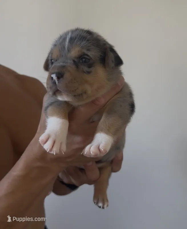 Patrick – American Bulldog puppy for sale in Grover Beach, CA