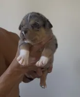Patrick, a male American Bulldog for sale in Grover Beach, CA – 1 of 3