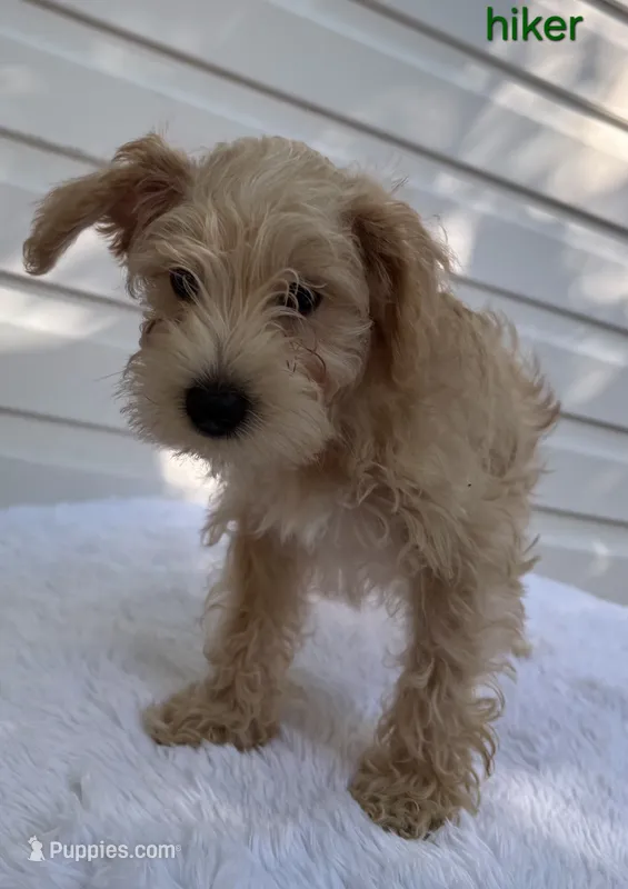 Mr Green – Miniature Schnauzer puppy for sale in Salem, NH