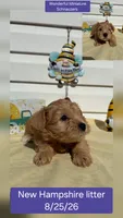 Miss Purple , a female Miniature Schnauzer for sale in Salem, NH – 2 of 2