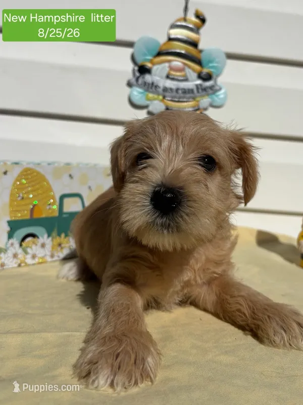Miss Green – Miniature Schnauzer puppy for sale in Salem, NH