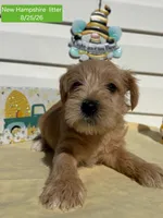 Miss Green, a female Miniature Schnauzer for sale in Salem, NH – 1 of 2