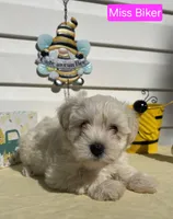  Miss Biker, a female Miniature Schnauzer for sale in Salem, NH – 1 of 2