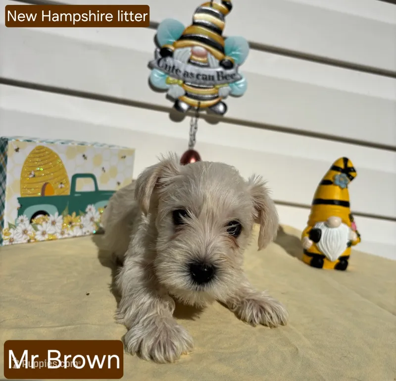 Mr Brown – Miniature Schnauzer puppy for sale in Salem, NH