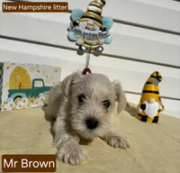 Mr Brown, a male Miniature Schnauzer for sale in Salem, NH – 1 of 1