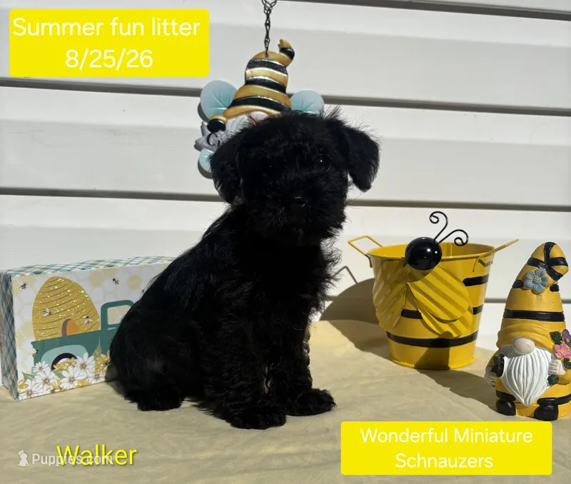 Walker – Miniature Schnauzer puppy for sale in Salem, NH